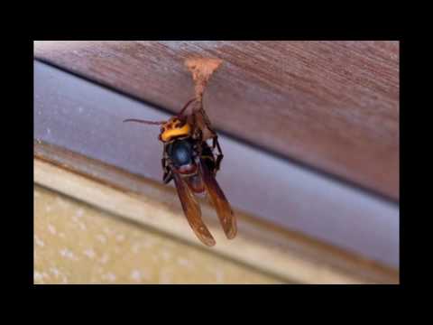 ヒメスズメバチの巣作り Youtube