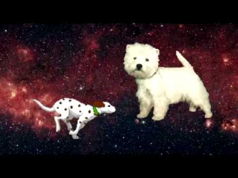 space dog