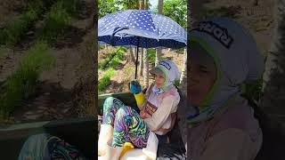 #colheita #roca #diaaadia #fruitfarm #automobile #english #fruit #slowed