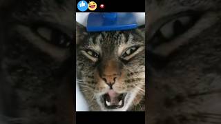 💣 Funny Animals That Will Definitely Brighten Your Day Funniest Animals 2023 #funny #funnymoments