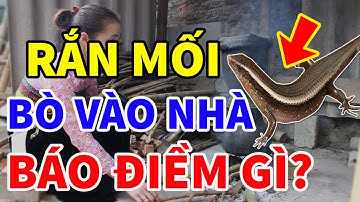 Hoá Ra Đây Là Điềm Báo Kinh Hồn Rắn Mối Bò Vào Nhà? - Xem Ngay Kẻo Họa Sát Thân