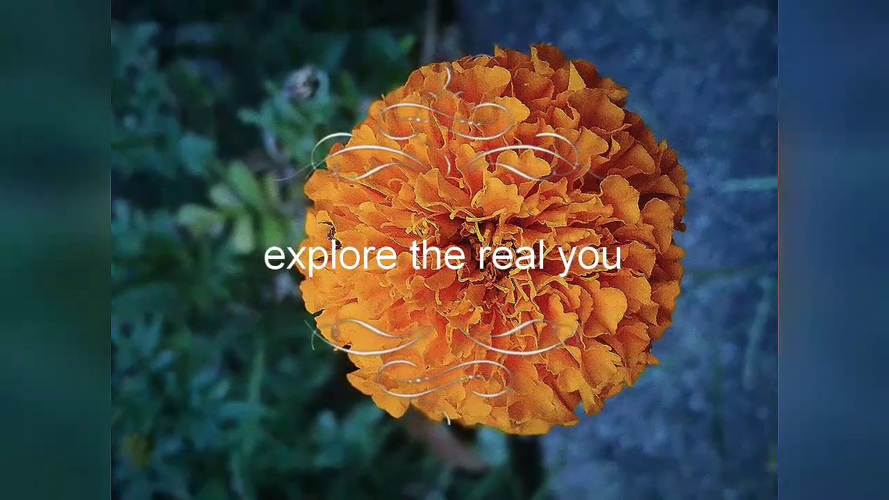 Wildlife photography at home