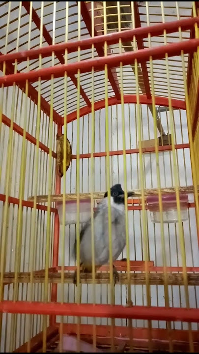 Suara kutilang lokal keras kaget naik emosi