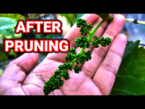 Video: Rooting Ivy Plants - Alamin Kung Paano Magpalaganap ng Ivy Cuttings