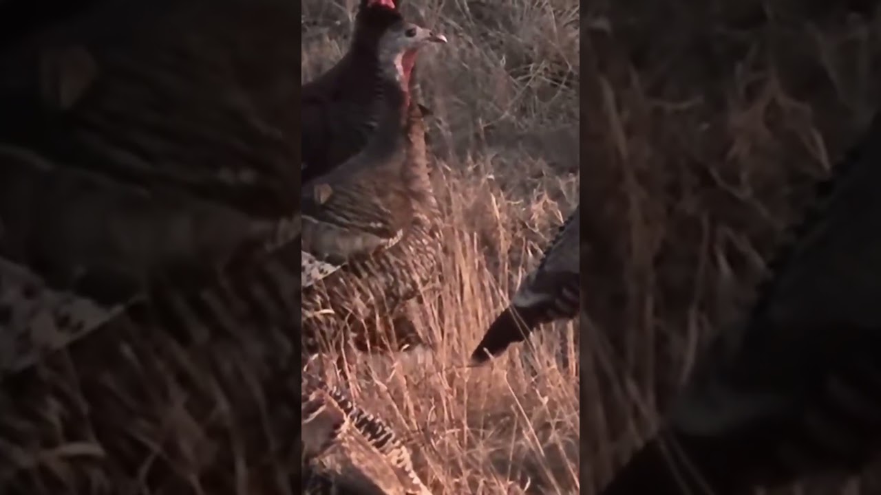 А вы знали, что индейки умеют летать? 