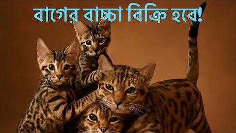 Watch the video about Bengal cat in Bangladesh! #cat #kitten #animal #dhaka #Bangladesh