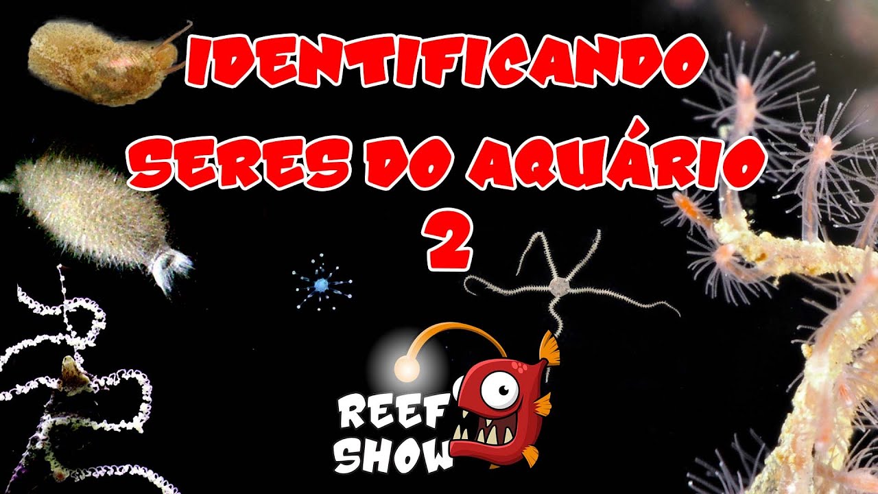 Identificando Seres do Aquário (2) - Aquário Marinho - Reef Show #73