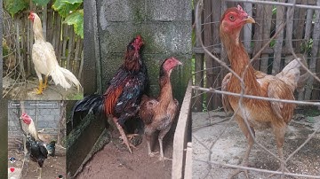 Review ntsuag lau&nkauj Qaib sib ncaws mo thiab kev baj cais qaib tom ntej