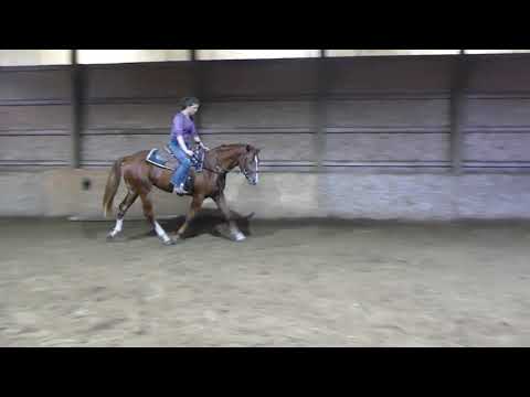 Floyd 10.1 walk/trot riding