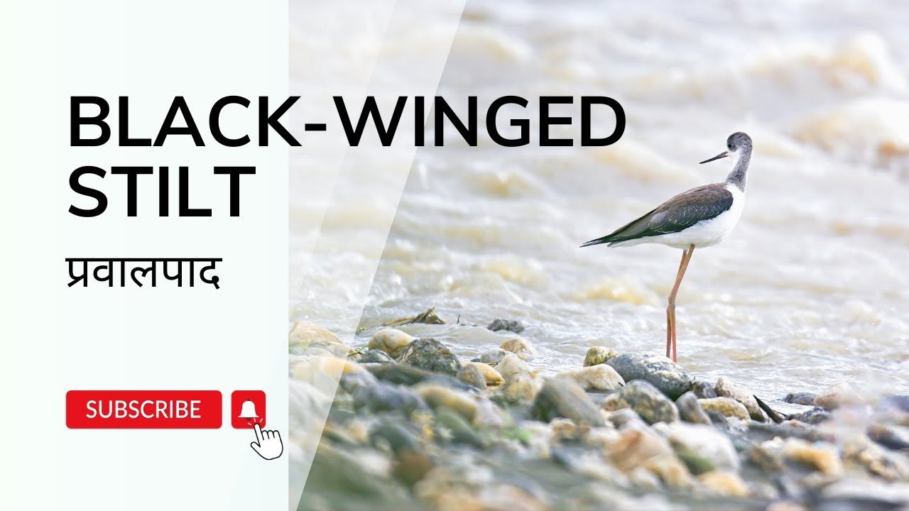 Black-Winged Stilt : Nature's Elegant Wader