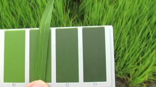 Irri Leaf Color Chart