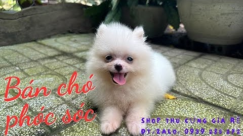 Bán Chó Phốc Sóc Giá Rẻ #chóphốcsóc #dog #chó #thucung