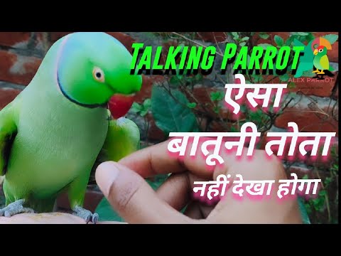 Parrot Talking | Parrot sound | parrot talking mithu | ऐसा बातूनी तोता नहीं देखा होगा