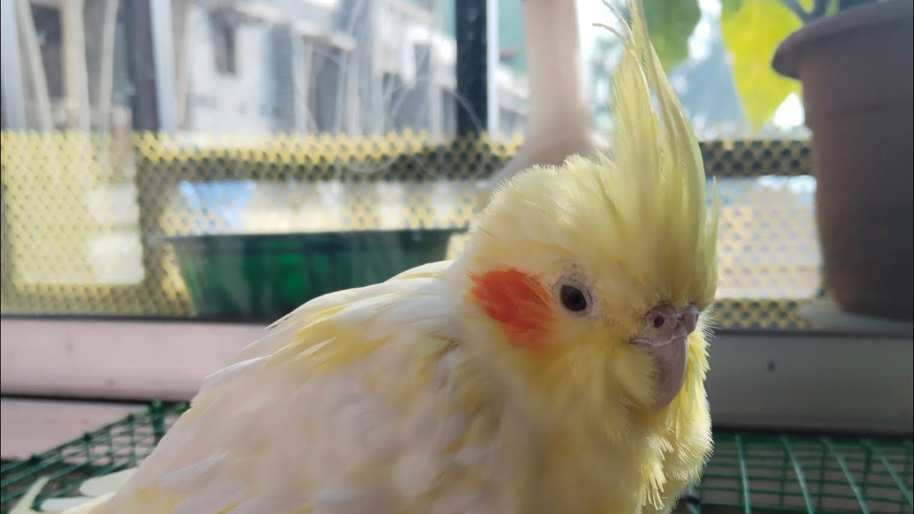 দিদির সাথে খুনসুটি টিনটিনের 🐦❤️ 