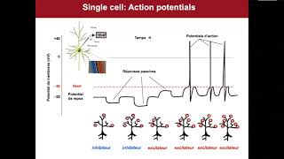 Lecture 1 3   EEG Basics   Serge Vulliemoz