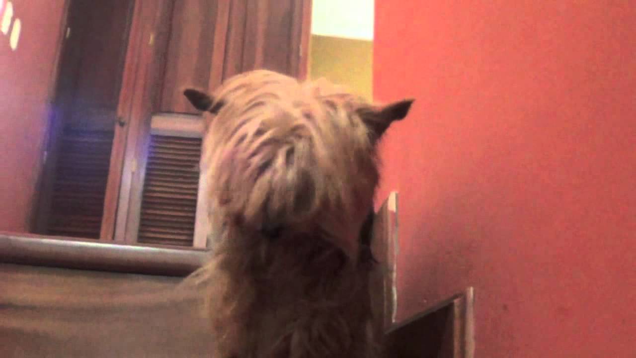 My Dog Won't Go Downstairs! YouTube