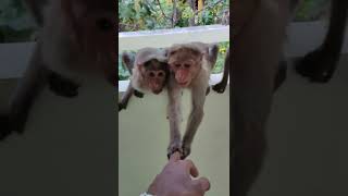 Full In my college monkeys ragging π±π¬#subscribe #like #funnyvideo #monkey #trending Guide