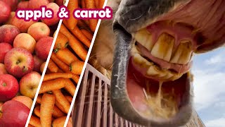 Have You Heard The Funny Sound Of Horse Eating Carrot And Apple?