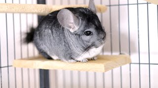 Cute Squeaky Chinchillas Talk To Each Other! screenshot 5