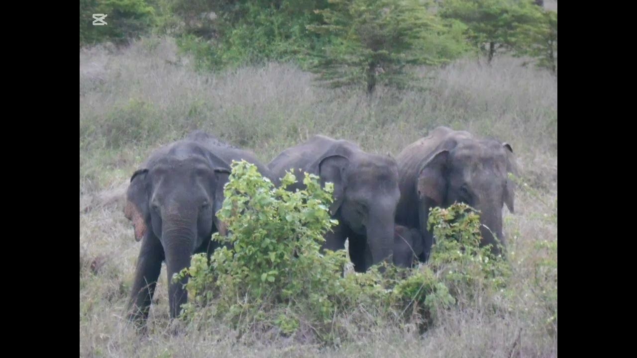 Wilpattu National Park 🇱🇰 | විල්පත්තුව | Parc Wilpattu 🇫🇷 | 维尔帕图国家公园 🇲🇾