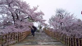 姬路城 櫻花滿開