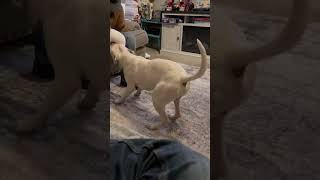 Whys He Twerk Like That