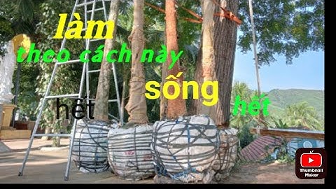 Cách đào và trồng cây cổ thụ sống 100/100 thật dễ ai cũng làm được -#Anh bảy xứ nẫu