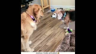 Jealous Dog #fyp #dog #puppy #dogstagram #doglover #funnydogs #cutepets #petsofyoutube #youtubeshort