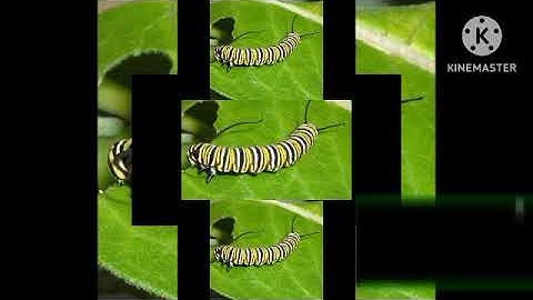 (YTPMV) Caterpillar Scan