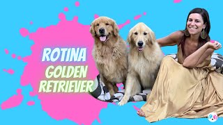 DIA A DIA DE UM GOLDEN RETRIEVER I ROSAEBLUE