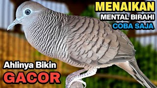 Perkutut Lokal Gacor Suara Besar Pancingan Burung Perkutut Agar Cepat Bunyi.