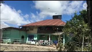 Suara panggil semua burung walet terbaru dan walet langsung masuk gedung