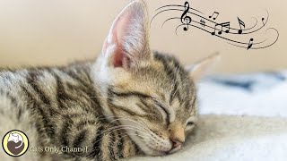528 Hz Healing Music for Cats to Reduce Stress and Anxiety / with cat purring sounds