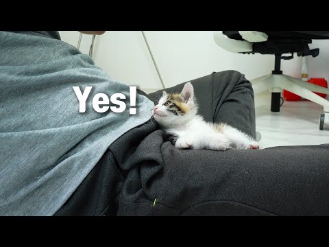 When I <strong>Call</strong> the Baby <strong>Cat</strong>, She Says &amp;quot;Yes&amp;quot; and Comes to me