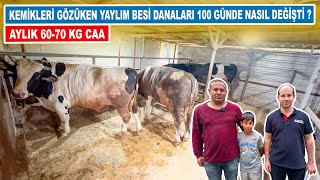 Kemikleri Gözüken Yaylım Besi Danaları 100 Günde Nasıl Değişti? | Aylık 60-70 Kg CAA