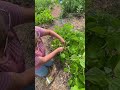 Common Ground Garden - How to pick beans sustainably without damaging the plant.