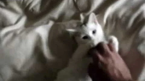 Watch the video about Playing with Turkish Angora Kitten 3 months Old