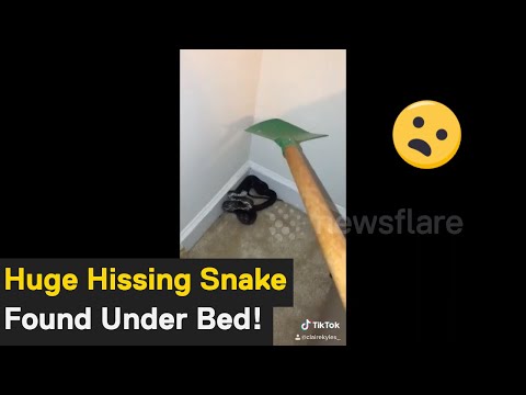 North Carolina Woman Finds HUGE Hissing Snake Beside Her Bed