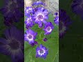 💐#fypシ゚viral #nature #flowers