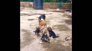 Beagle Puppies Barking Sound shorts beagle youtubeshorts short barking