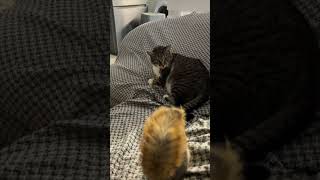 Unlikely Playtime as Cat and Squirrel Enjoy Interaction
