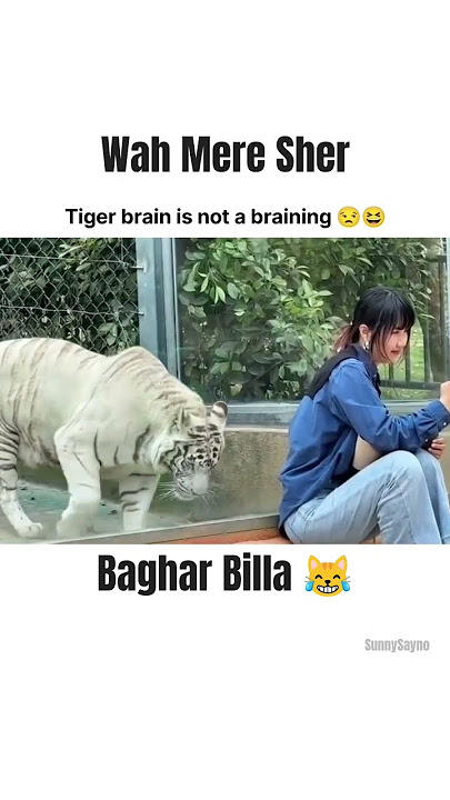 Wah 😳 Mere 👻Sher 🥶😅🤕😁😁😁 #funny #comedy #bestfriend #comedy #cricket #comedyfilms #comedymovies