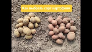 Как выбрать сорт картофеля