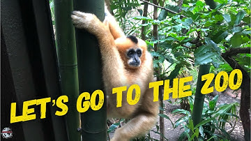 Exploring The Bronx Zoo