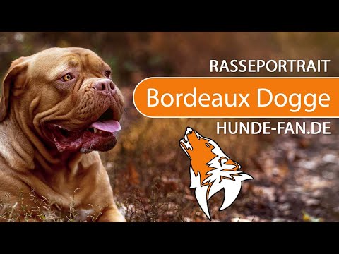 ► Bordeaux Dogge [2018] Rasse, Aussehen &amp; Charakter