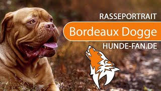 ► Dogue de Bordeaux [2020] History, Appearance, Temperament, Training, Exercise, Care & Health