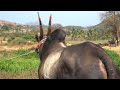 Powerful Hallikar Jallikattu stud bull Profile shots, MSG action king