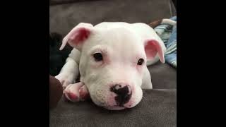 Funniest & Cutest Pitbull Puppies 10 Minutes Of The Most Funniest Dogs Videos