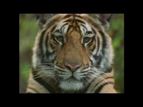 Anthony Marr: Champion of Bengal Tiger - part 1 of 2