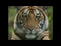 Anthony Marr: Champion of Bengal Tiger - part 1 of 2
